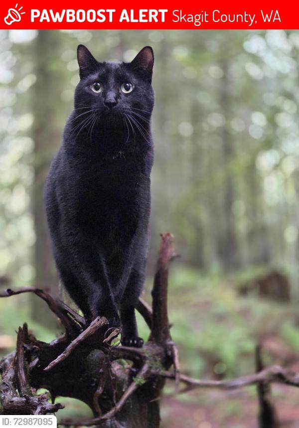 Lost Male Cat last seen Bear creek road bellingham wa, Skagit County, WA 98229