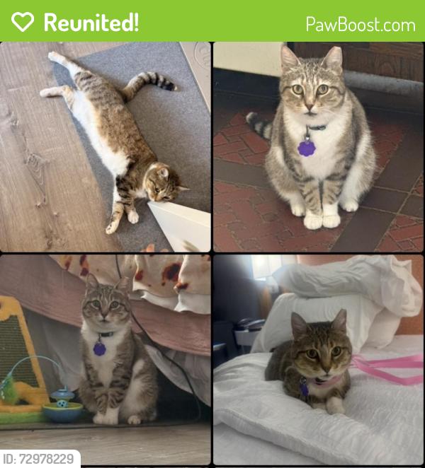 Reunited Female Cat last seen Val Dr and Derby Pl, Stratford, CT 06614