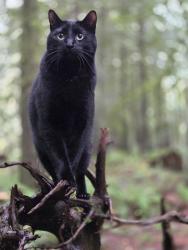 Lost Male Cat last seen Bear creek road bellingham wa, Skagit County, WA 98229