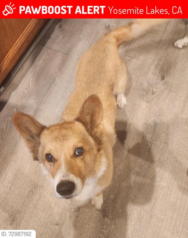 Lost Male Dog last seen Copper Creek & Limestone, Yosemite Lakes Park, Yosemite Lakes, CA 93614