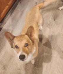 Lost Male Dog last seen Copper Creek & Limestone, Yosemite Lakes Park, Yosemite Lakes, CA 93614