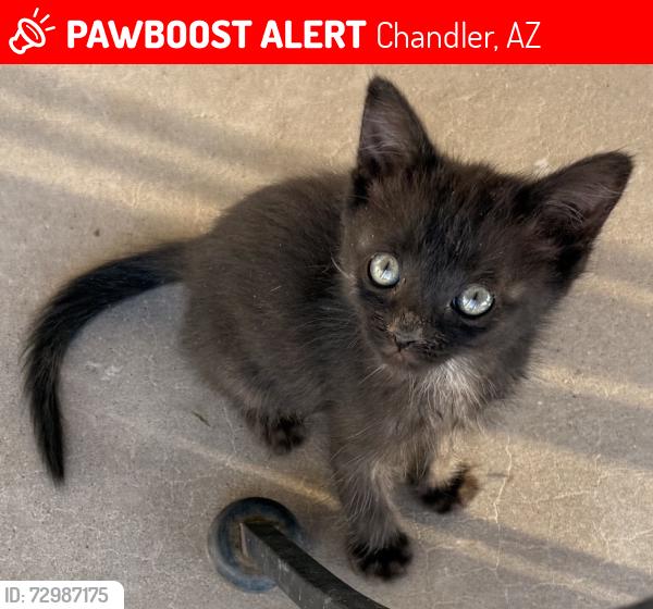 Lost Female Cat last seen Chandler blvd and McClintock , Chandler, AZ 85226