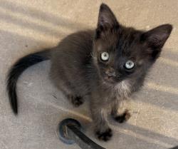 Lost Female Cat last seen Chandler blvd and McClintock , Chandler, AZ 85226