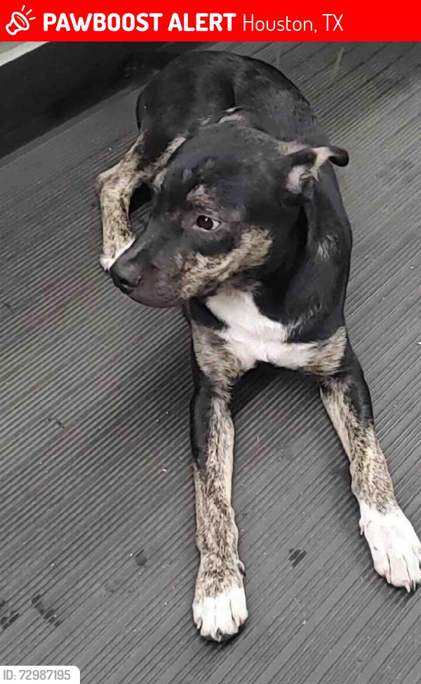Lost Male Dog last seen Near Gessner and Edystone, Houston, TX 77080