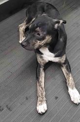 Lost Male Dog last seen Near Gessner and Edystone, Houston, TX 77080