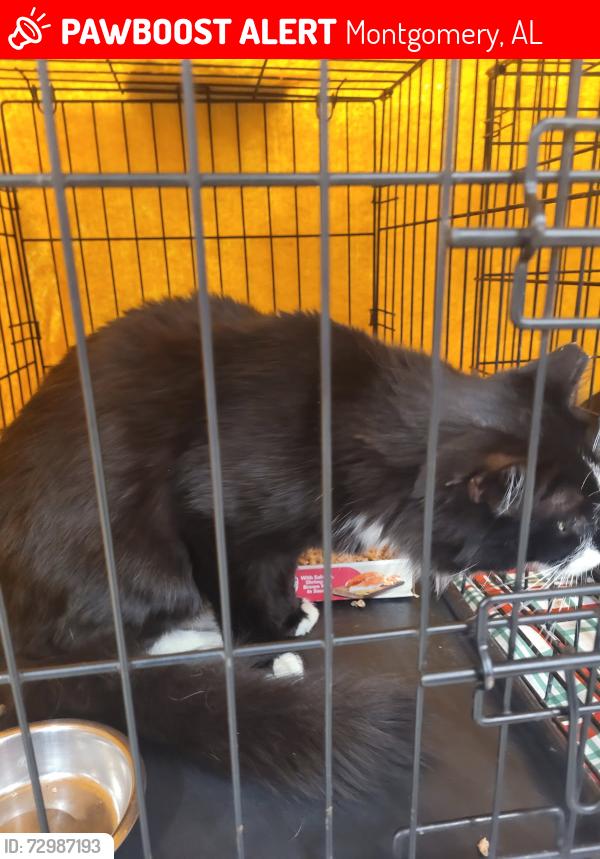 Lost Male Cat last seen Shady grove dr montgomery alabama , Montgomery, AL 36109