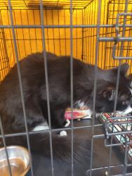 Lost Male Cat last seen Shady grove dr montgomery alabama , Montgomery, AL 36109