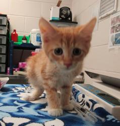Shelter Stray Male Cat last seen Indian Creek Trail, GARNER, NC, 27529, 820 Beacon Lake Dr, Raleigh, NC 27610, USA