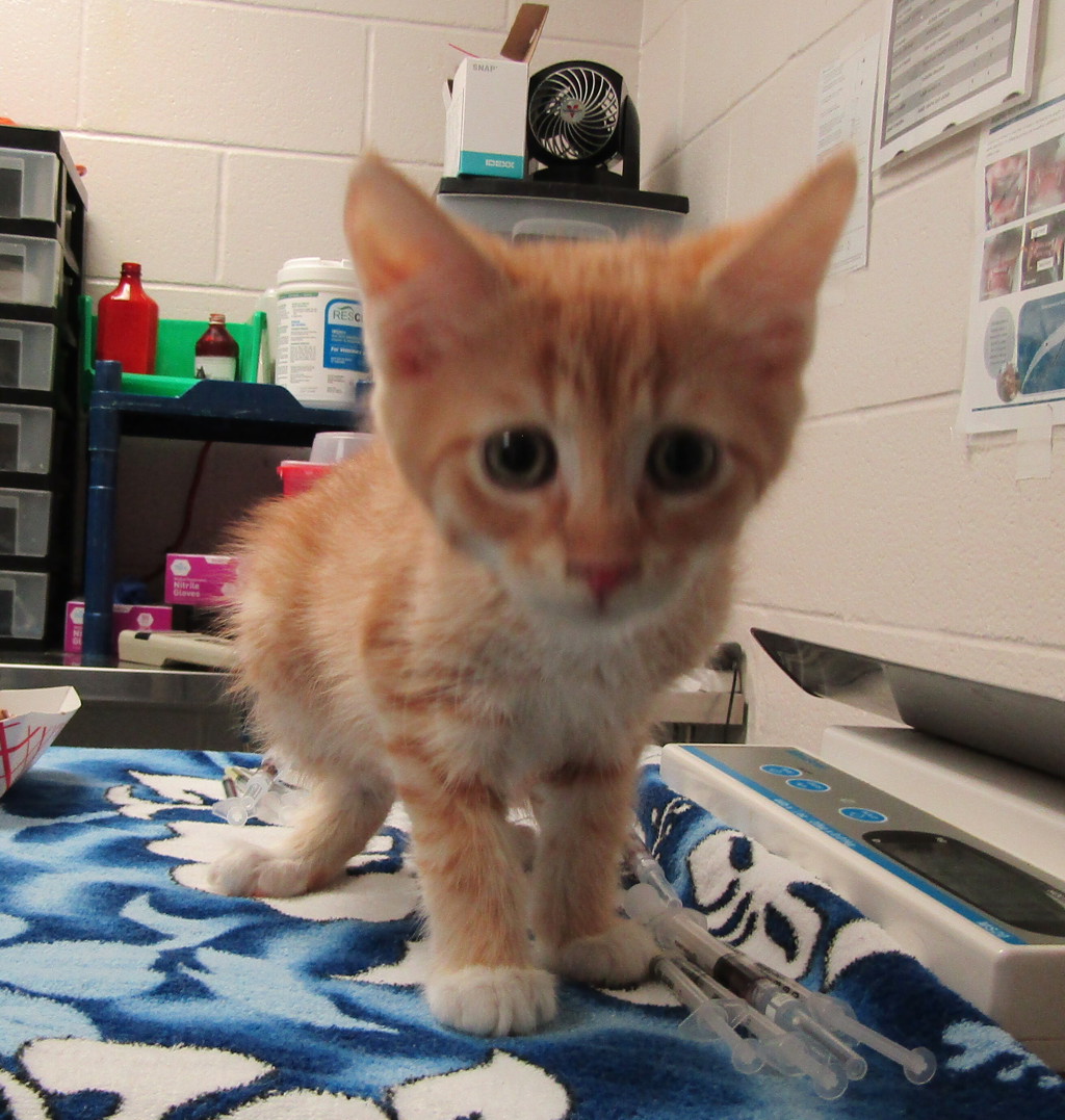 Shelter Stray Male Cat last seen Indian Creek Trail, GARNER, NC, 27529, 820 Beacon Lake Dr, Raleigh, NC 27610, USA