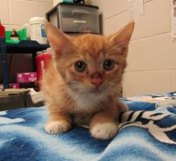 Shelter Stray Male Cat last seen Indian Creek Trail, GARNER, NC, 27529, 820 Beacon Lake Dr, Raleigh, NC 27610, USA