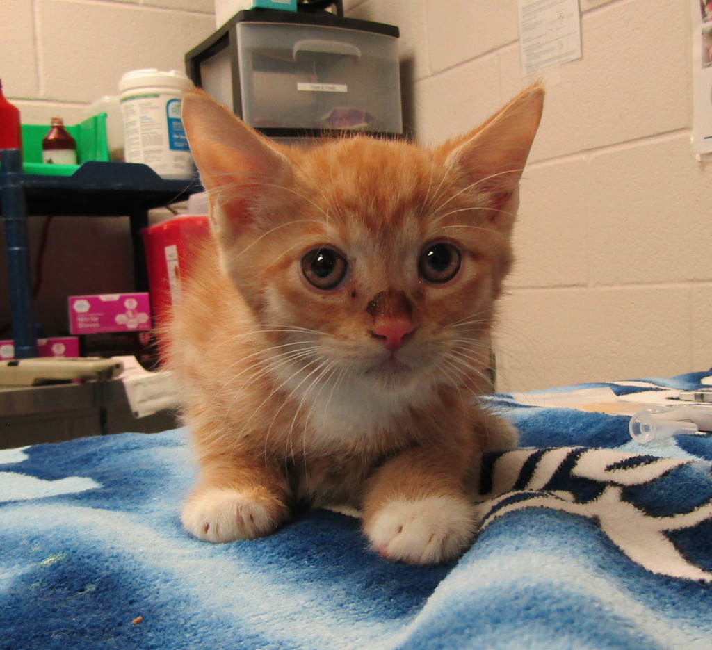 Shelter Stray Male Cat last seen Indian Creek Trail, GARNER, NC, 27529, 820 Beacon Lake Dr, Raleigh, NC 27610, USA