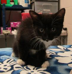 Shelter Stray Male Cat last seen Indian Creek Trail, GARNER, NC, 27529, 820 Beacon Lake Dr, Raleigh, NC 27610, USA