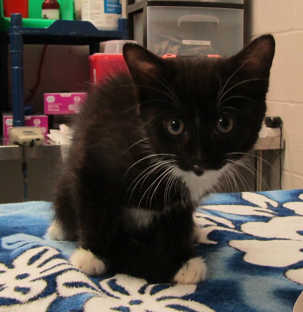 Shelter Stray Male Cat last seen Indian Creek Trail, GARNER, NC, 27529, 820 Beacon Lake Dr, Raleigh, NC 27610, USA