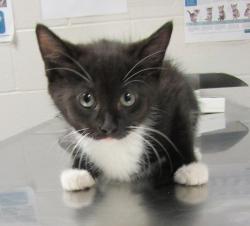 Shelter Stray Female Cat last seen Indian Creek Trail, GARNER, NC, 27529, 820 Beacon Lake Dr, Raleigh, NC 27610, USA
