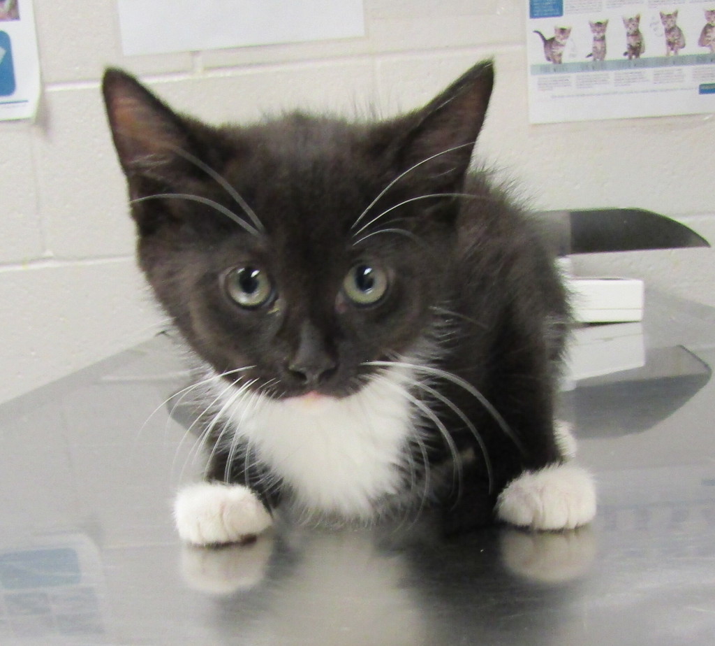 Shelter Stray Female Cat last seen Indian Creek Trail, GARNER, NC, 27529, 820 Beacon Lake Dr, Raleigh, NC 27610, USA