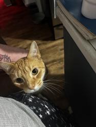 Lost Male Cat last seen 10th and Sherman , Indianapolis, IN 46201