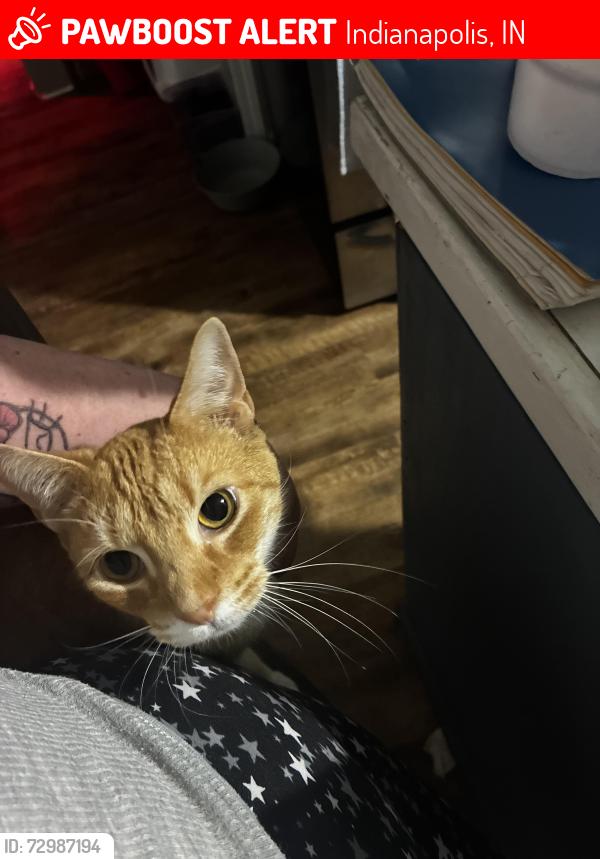 Lost Male Cat last seen 10th and Sherman , Indianapolis, IN 46201