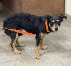 Shelter Stray Female Dog last seen Main Street, San Diego, CA, 92113, 5500 Gaines St, San Diego, CA 92110, USA