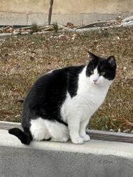 Reunited Female Cat last seen Near sunset dr, Lehi Utah , Lehi, UT 84043