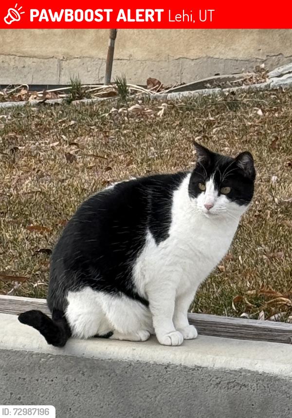 Lost Female Cat last seen Near sunset dr, Lehi Utah , Lehi, UT 84043