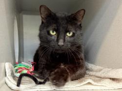 Shelter Stray Male Cat last seen Near Bronxwood Avenue, BRONX, NY, 10469, 326 E 110th St, New York, NY 10029, USA