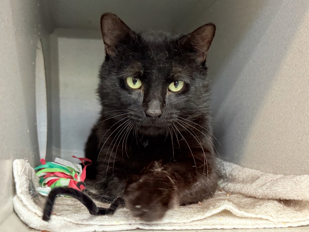 Shelter Stray Male Cat last seen Near Bronxwood Avenue, BRONX, NY, 10469, 326 E 110th St, New York, NY 10029, USA
