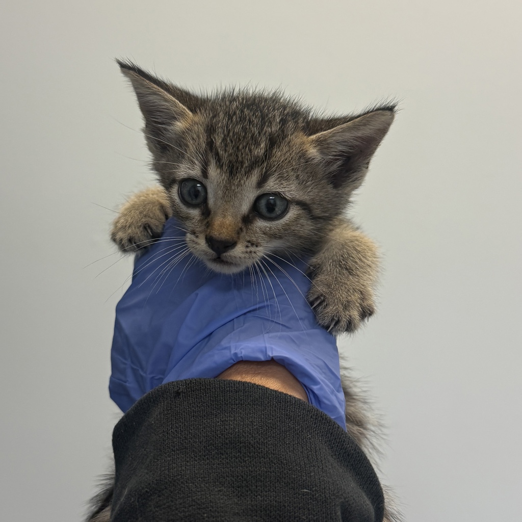 Shelter Stray Male Cat last seen Near Seaworld Drive, San Diego, CA, 92109, 5500 Gaines St, San Diego, CA 92110, USA