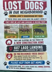 Found/Stray Unknown Dog last seen Hwy 1346 and loop 1604 off I10, San Antonio, TX 78263