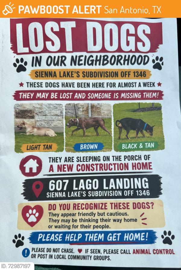 Found/Stray Unknown Dog last seen Hwy 1346 and loop 1604 off I10, San Antonio, TX 78263