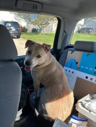 Shelter Stray Female Dog last seen Bridle Creek Road, VIRGINIA BEACH, VA, 23456, 341 S Birdneck Rd, Virginia Beach, VA 23451, USA