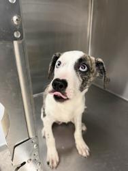 Shelter Stray Male Dog last seen Near Martin Luther King Jr Drive, LAFAYETTE, LA, 70501, 410 Dugas Rd, Lafayette, LA 70507, USA
