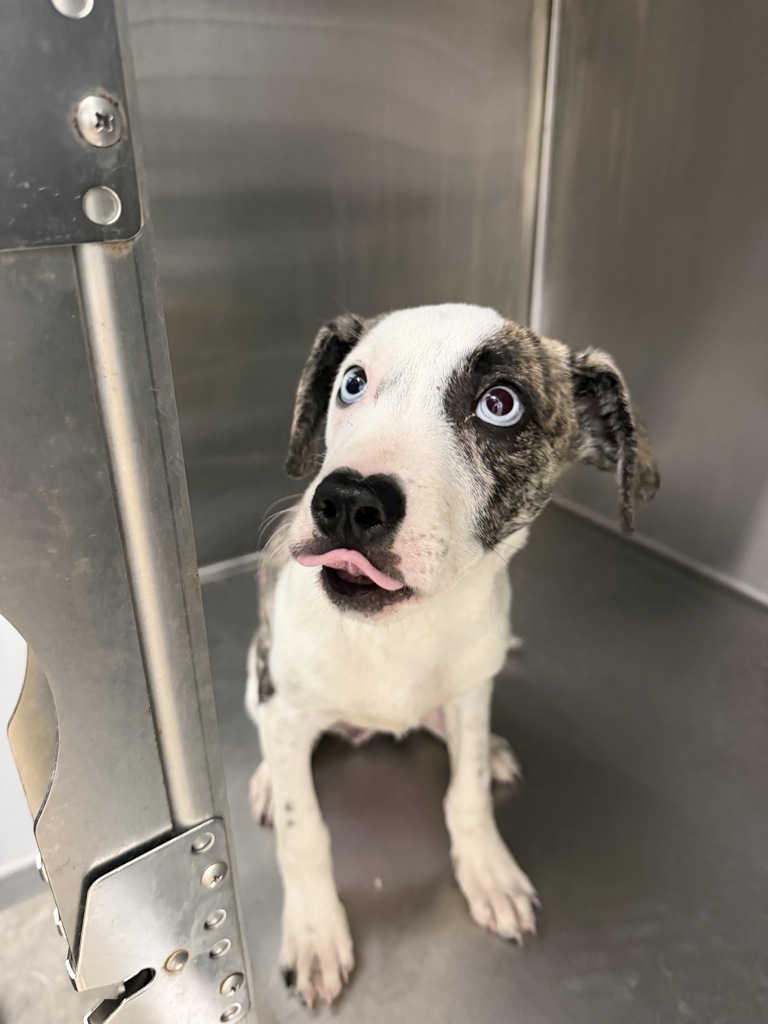 Shelter Stray Male Dog last seen Near Martin Luther King Jr Drive, LAFAYETTE, LA, 70501, 410 Dugas Rd, Lafayette, LA 70507, USA