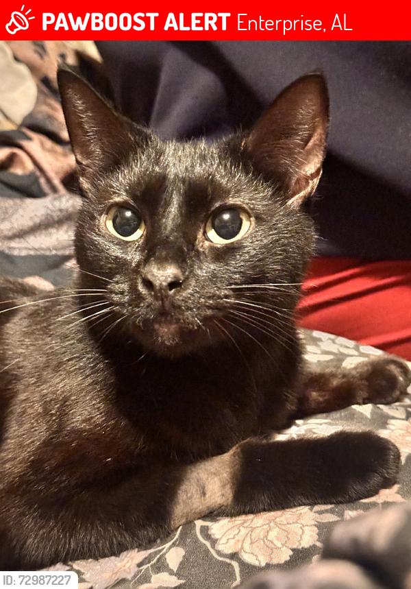 Lost Female Cat last seen Near south watson st, Enterprise, AL 36330