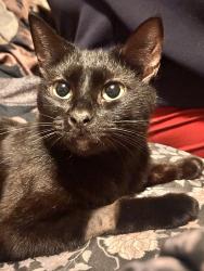 Lost Female Cat last seen Near south watson st, Enterprise, AL 36330