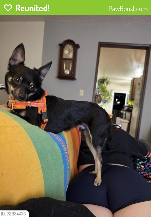 Reunited Male Dog last seen Beaverton Hillsdale HWY and Dosch, Portland, OR 97239