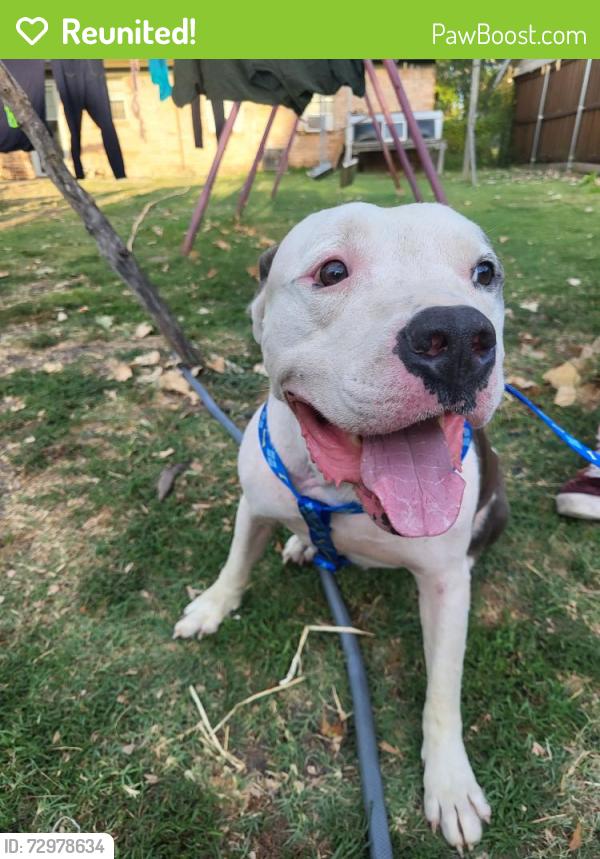 Reunited Male Dog last seen susan dr and cherrywood dr, Garland, TX 75040