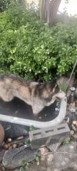 Found/Stray Male Dog last seen Liberty street n Sutherland ave , Knoxville, TN 37909