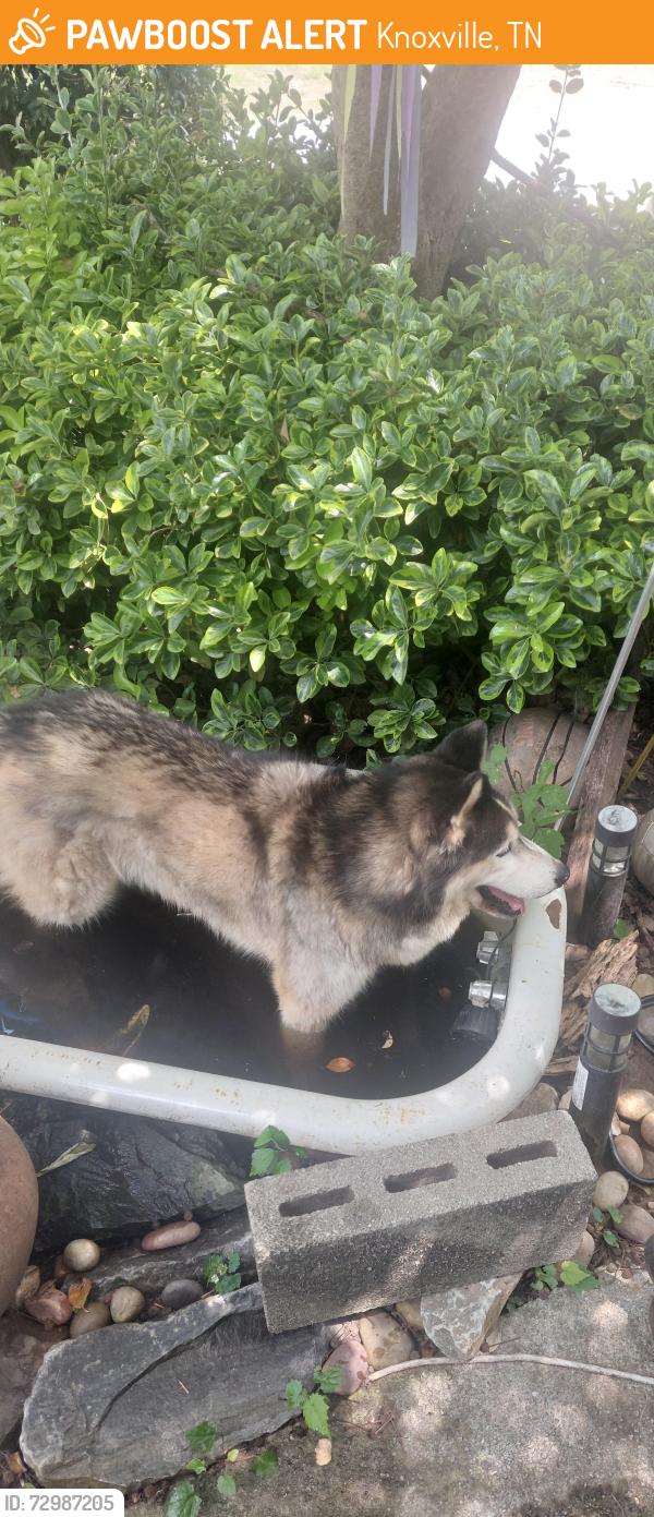 Found/Stray Male Dog last seen Liberty street n Sutherland ave , Knoxville, TN 37909