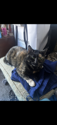 Lost Female Cat last seen Ashford Place apmts , Charlotte, NC 28217