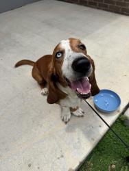 Reunited Male Dog last seen Tallahassee Oral and Maxillofacial Surgery, Tallahassee, FL 32311