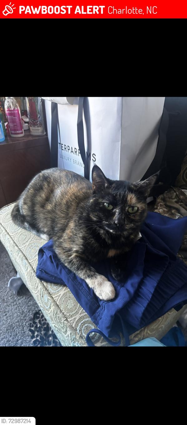 Lost Female Cat last seen Ashford Place apmts , Charlotte, NC 28217