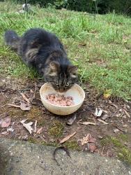 Found/Stray Unknown Cat last seen Stanford park , Hickory, NC 28601