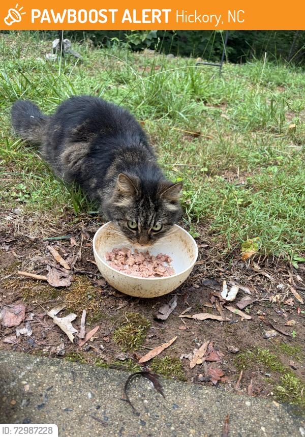 Found/Stray Unknown Cat last seen Stanford park , Hickory, NC 28601