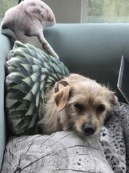 Found/Stray Female Dog last seen Leia, Austin, TX 78754