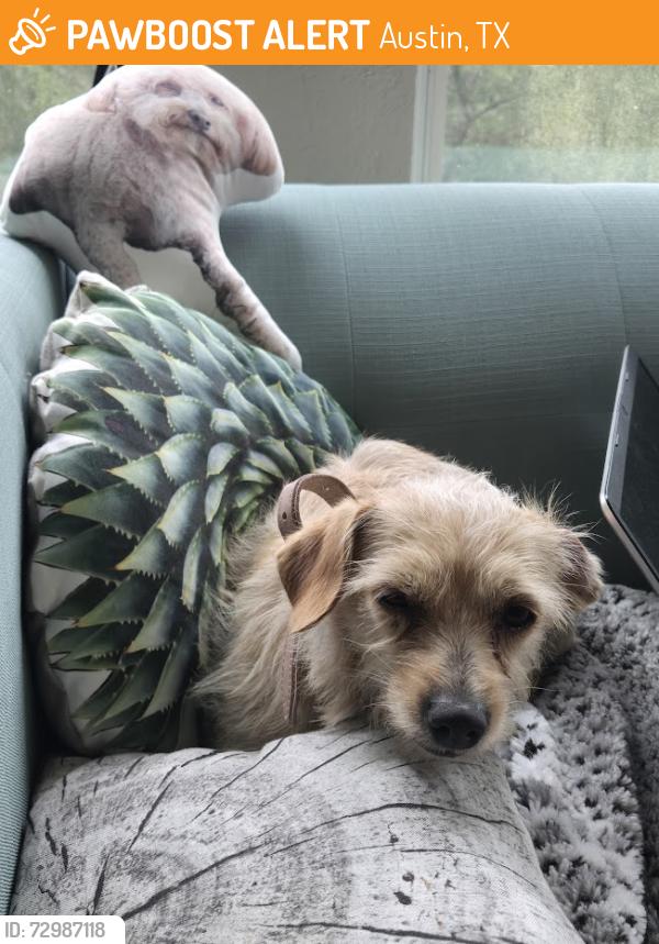 Found/Stray Female Dog last seen Leia, Austin, TX 78754