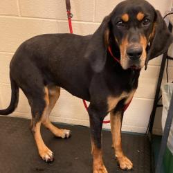 Shelter Stray Female Dog last seen , 2350 Appling City Cove, Memphis, TN 38133, USA
