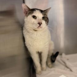Shelter Stray Male Cat last seen , Animal Care & Control Team of Philly, 111 W Hunting Park Ave, Philadelphia, PA 19140, USA