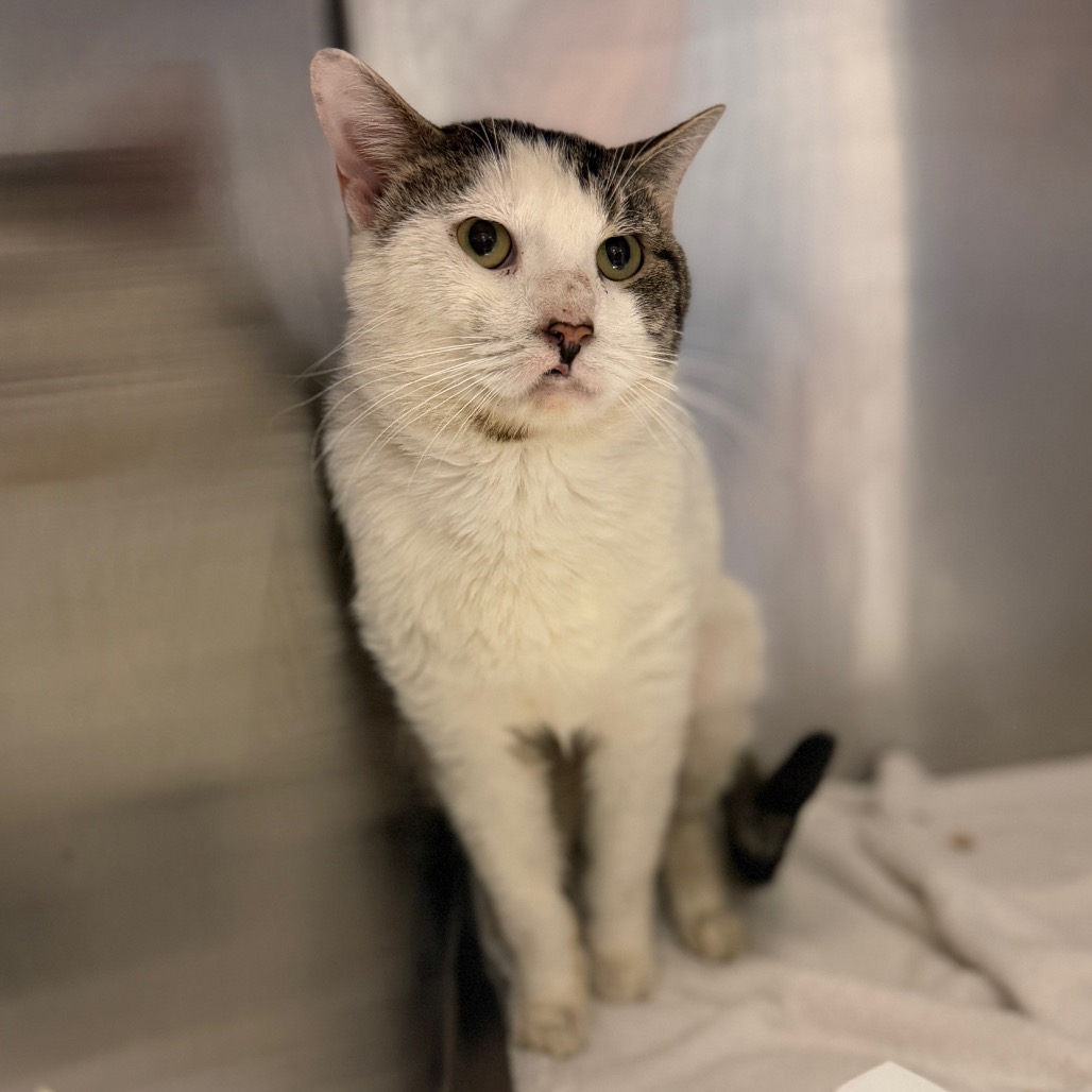 Shelter Stray Male Cat last seen , Animal Care & Control Team of Philly, 111 W Hunting Park Ave, Philadelphia, PA 19140, USA