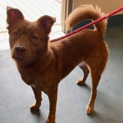 Shelter Stray Female Dog last seen , 2350 Appling City Cove, Memphis, TN 38133, USA