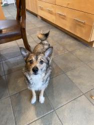 Found/Stray Female Dog last seen S Braeswood and 610, Houston, TX 77096